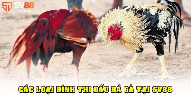 Các loại hình thi đấu tại đá gà SV88