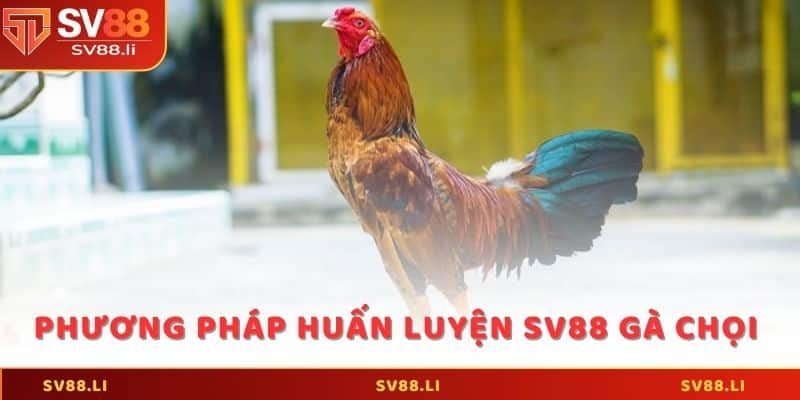 Các phương pháp huấn luyện SV88 gà chọi hiệu quả