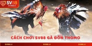 SV88 Gà Đòn Thomo Sân chơi cá cược uy tín tại Việt Nam