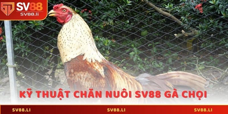 Cách cho ăn đảm bảo dinh dưỡng ở kỹ thuật chăn nuôi SV88 gà chọi