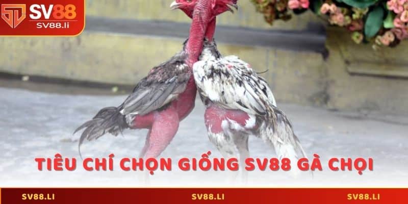Đặc điểm và tiêu chí chọn giống SV88 gà chọi