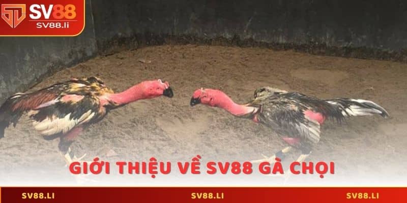 Giới thiệu về SV88 gà chọi và mục đích chăn nuôi