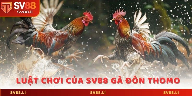 Luật chơi của SV88 gà đòn thomo mà anh em cần nằm lòng