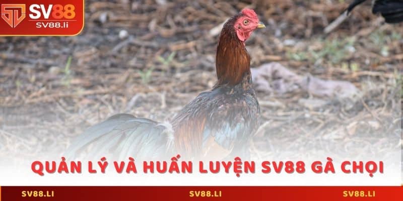 Quản lý và huấn luyện SV88 gà chọi để thi đấu
