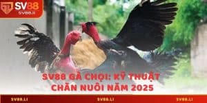 SV88 Gà Chọi - Kỹ Thuật Chăm Chiến Kê Chuẩn Năm 2025