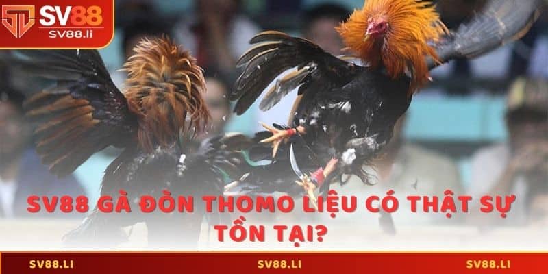 SV88 gà đòn thomo liệu có thật sự tồn tại?