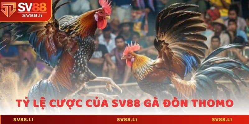 Tỷ lệ cược cũng hấp dẫn của SV88 gà đòn Thomo