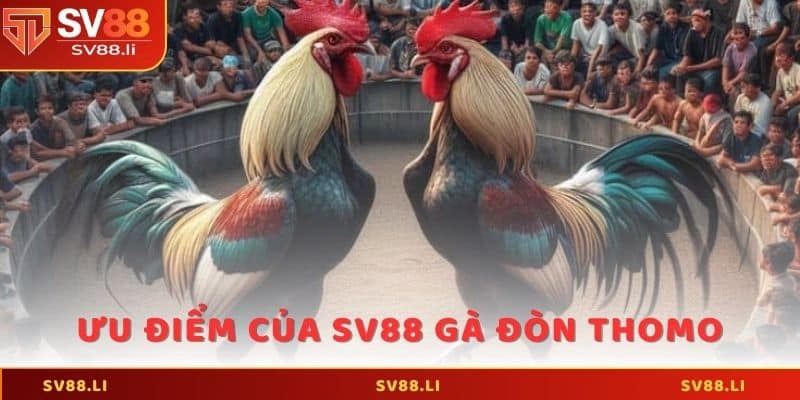 Ưu điểm của loại hình SV88 gà đòn Thomo cần phải biết